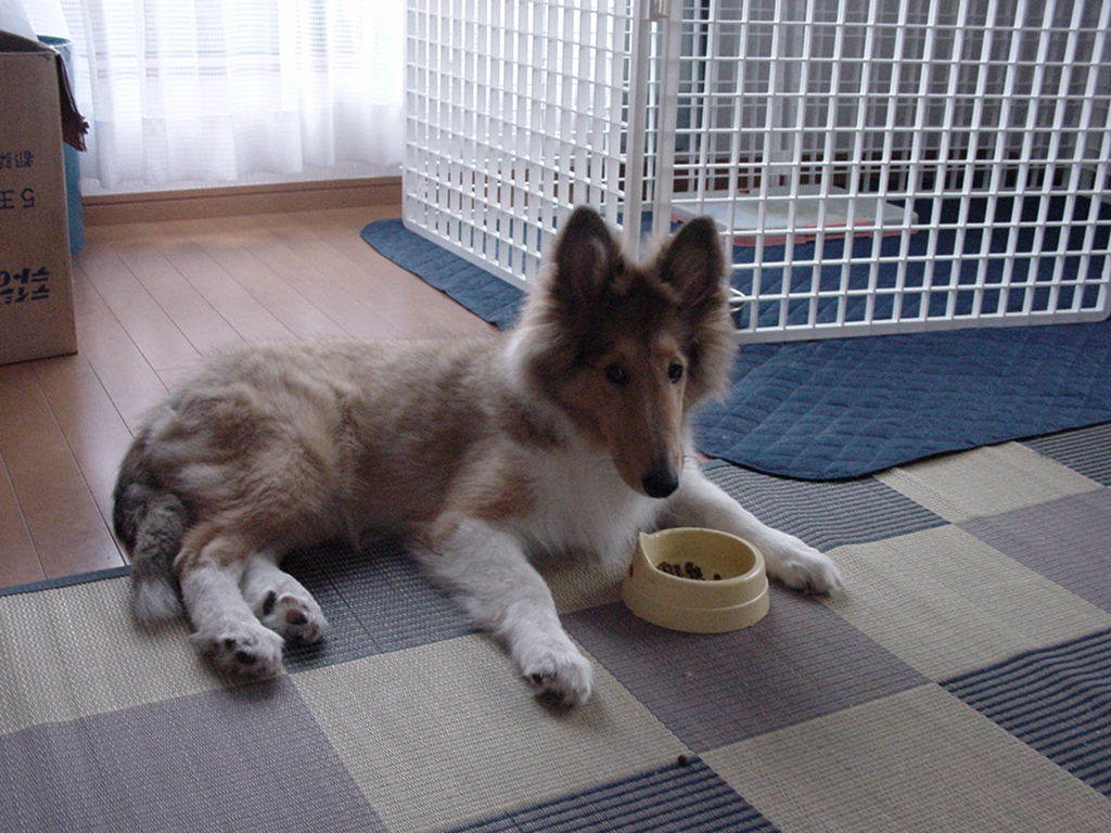 http://www.lucky-dog.jp/weblog/image/DSC00049.JPG