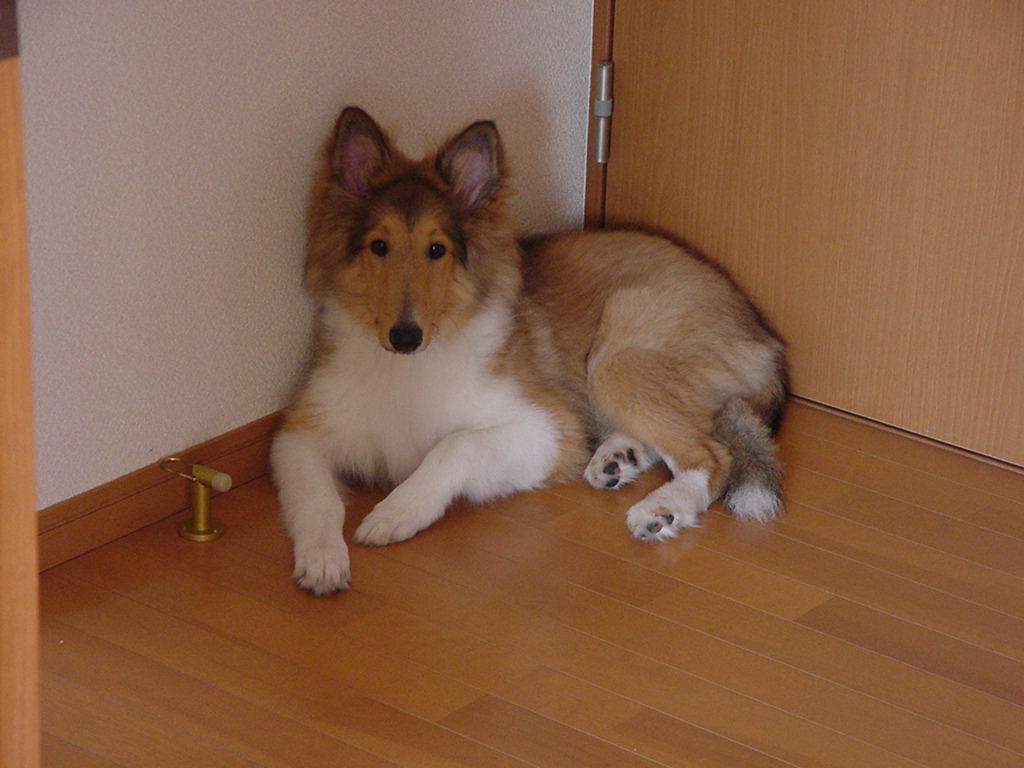 http://www.lucky-dog.jp/weblog/image/DSC00050.JPG
