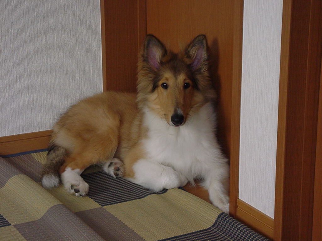 http://www.lucky-dog.jp/weblog/image/DSC00054.JPG