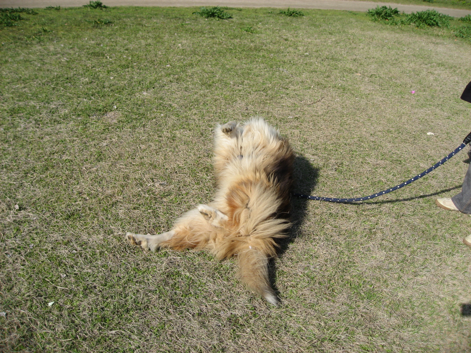 http://www.lucky-dog.jp/weblog/image/IMG_0270.JPG