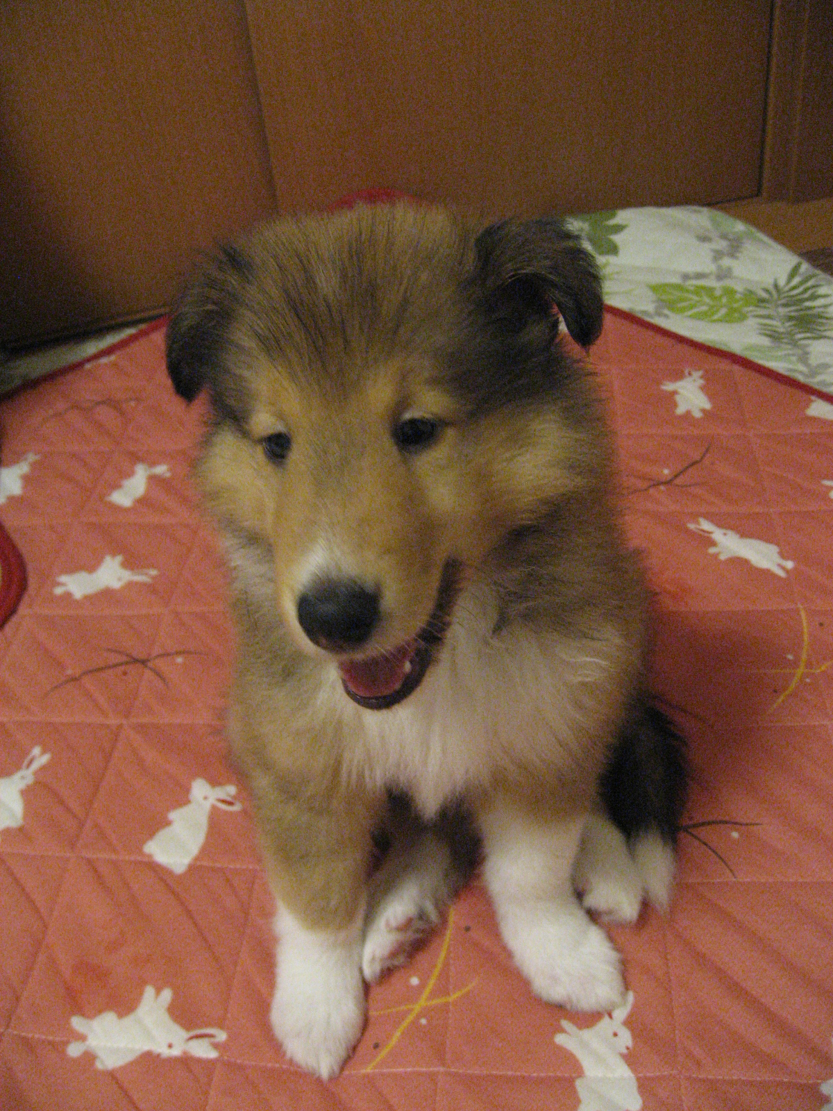 http://www.lucky-dog.jp/weblog/image/IMG_2358.JPG