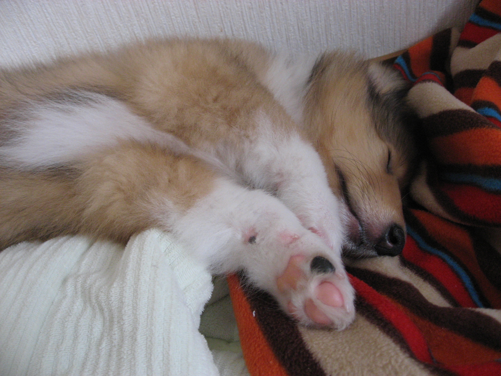 http://www.lucky-dog.jp/weblog/image/IMG_2363.JPG