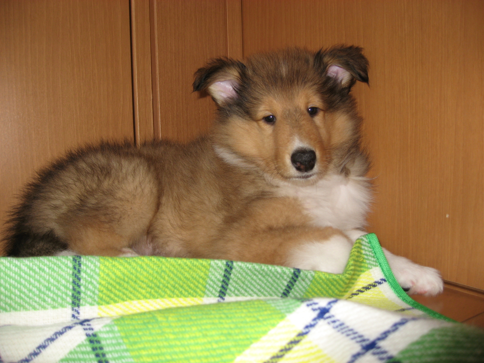 http://www.lucky-dog.jp/weblog/image/IMG_2401.JPG